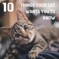 If you don't want to keep the urn indoors, you can get a rock urn for your yard or garden. Top 10 Things Your Cat Wishes You Knew Pethelpful