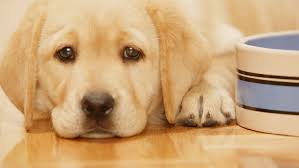 Reasons Why Your Puppy Won T Eat And How To Stop It