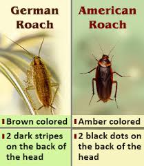 Difference Between American Roaches And German Roaches