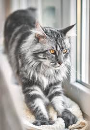 We did not find results for: Check Out Our Beautiful Gallery Of Pictures Of Maine Coon Cats