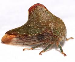 Image result for Eriosema monticola