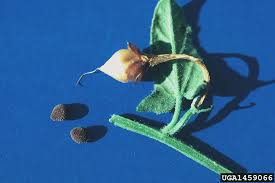 Image result for Convolvulus goyderi