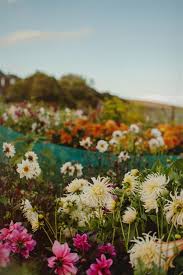 Maybe you would like to learn more about one of these? A Visit To Blue Poppy Coastal Cutting Garden The Natural Wedding Company