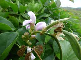 Image result for Canavalia cathartica