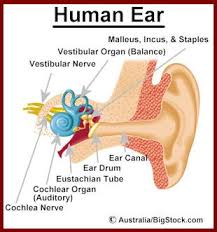 Pin By Christy Lopez On Health Ear Infection Home Remedies Tinnitus Essential Oils Essential Oil Books