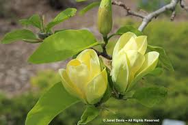 Bright canary yellow 3 1/2 inch flowers appear more dependably since they emerge with the foliage late in the spring. Magnolia Yellow Bird Janet Davis Explores Colour