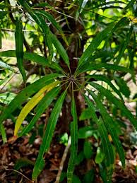 Image result for Plerandra