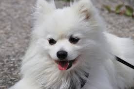 25 White Dog Breeds That Will Steal Make A Meal Of Your Heart