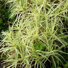 Image result for Carex spicato-paniculata