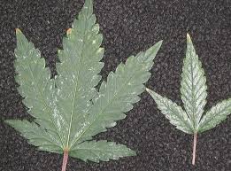 Spider mites will look like tiny little specs usually clustered around the stem of the plant on the un. Organic Pest Control Hint It Starts With Pruning Whole Grow