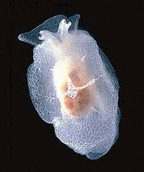 Image result for Merremia stellata