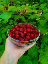 Image result for Dark Wineberry 1993 FLSTF