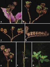 Image result for Memecylon torrei