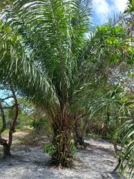 Image result for Elaeis