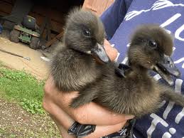 No Heat Lamp? No Problem: 10 Ways To Keep Baby Ducks Warm