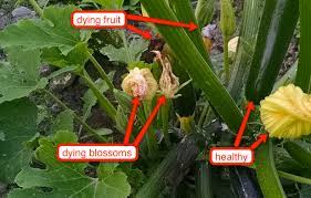 Why are my zucchini rotting on the end. Why Are My Zucchini Dying Off So Early Gardening Landscaping Stack Exchange