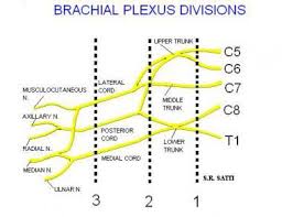 Brachial Plexus Evaluation With Mri Overview Evaluation Technique And Imaging Parameters Plexus Products Brachial Mri