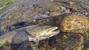 Dans les environs proches vous trouverez de beaux ruisseaux à truites vous permettant d'alterner pêche en rivières de montagne et réservoir. Connaitre La Truite Fario