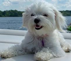 They are seldom aggressive and need little exercise, but they do require regular grooming sessions to look their best. 13 Gorgeous Maltese Mixes And Their Ludicrous Names