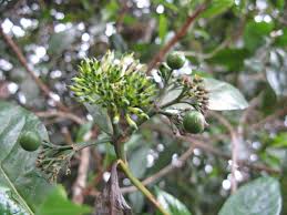 Image result for Pavetta uniflora