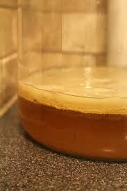 How To Grow A Kombucha Scoby From Scratch Rebooted Mom