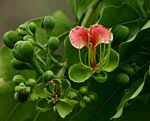 Image result for Fabaceae subfamily Caesalpinioideae