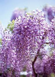 Japanese Wisteria Wisteria Plants Flowers