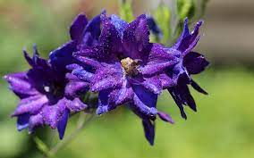 Larkspur Flower Meaning Symbolism And Colors