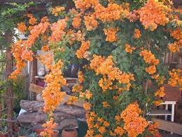 This plant is almost always in bloom for me, but surprisingly, it flowers the heaviest in the winter. Bougainvillea California Gold Bougainvillea Grows On You Bougainvillea Colors Bougainvillea Bougainvillea Tree