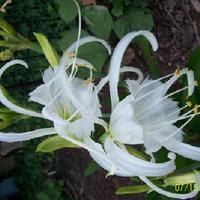 Image result for Ismene narcissiflora
