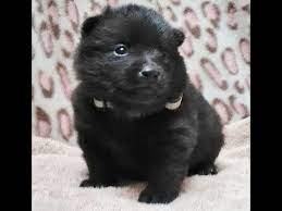 Karen Lee Has Schipperke Puppies For Sale In Jamul Ca On Akc Puppyfinder Schipperke Puppies Puppies For Sale Schipperke