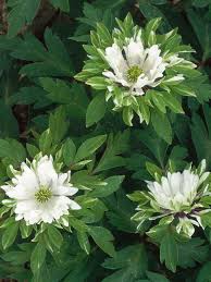 10 plants for the shady spots in your garden. If You Need Dainty Foliage Or Tiny Blooms Look No Further Here We Give You A Tour Of Some Of The Most Partial Sun Perennials Perennials Partial Sun Flowers