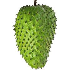 Padahal jika dibudidayakan, tanaman durian ini mampu meningkatkan ekonomi. Soursop Tree çº¢æ¯›æ¦´èŽ²æ ' Anak Pokok Durian Belanda Shopee Malaysia