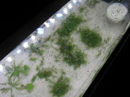 See more ideas about aquascape, betta fish tank, planted aquarium. Layers Fluval Spec V High Tech Aquascape Garden Pond Forums