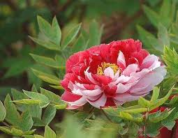 You can mix the seasonal flowers with flowers that are. Luoyang Peony Is The Best In The World China 7 Day