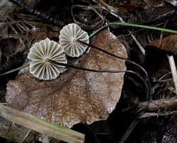 Image result for Marasmius rotula