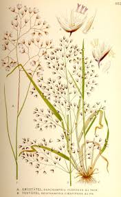 Cut back cool season grasses in very early spring. Deschampsia Wikipedia