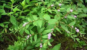 Image result for Vernonia lampropappa