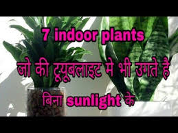 Luckily there are plants that grow without sunlight (require bright indirect light), and you can grow them indoors. 224 7 Indoor Plants That Can Grow Without Sunlight In A Tube Light Hindi Urdu Youtube