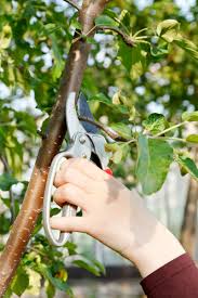 Image result for pruning plum trees
