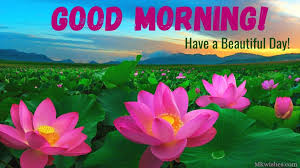 Love beautiful flowers good morning images with quotes. Most Beautiful Good Morning Lotus Flowers Images With Quotes