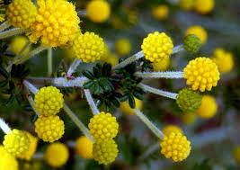 Image result for Acacia lasiopetala
