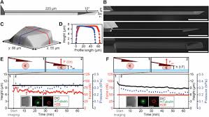 These regions of growth are good for studying the cell cycle because at any given time, you can find cells that are undergoing mitosis. Mechanical Control Of Mitotic Progression In Single Animal Cells Pnas