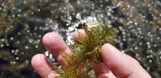 Image result for Najas