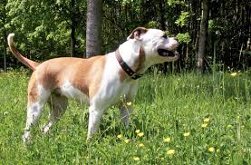 Maybe you would like to learn more about one of these? Difference Between American Bulldog And American Pitbull