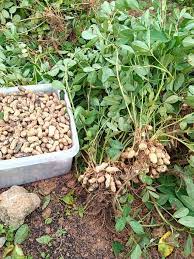 Testimoni kacang tanah gdm organik. Tanam Kacang Tanah Petua Untuk Gemburkan Tanah Yang Keras Supaya Senang Nak Bercucuk Tanam Vanilla Kismis