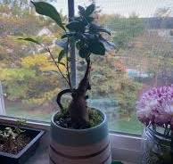 Tips for managing aerial roots when repotting a ficus