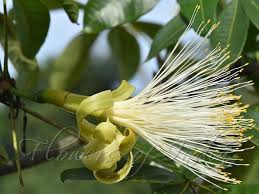 Image result for Pachira glabra