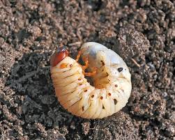 We did not find results for: What Are Curl Grubs And How To Control In Your Lawn