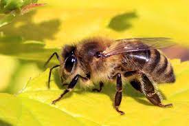 Some people are afraid of bees generally, as they fear being stung. Do All Bees Die After They Sting Humans Jersey Biodiversity Centre
